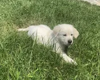Blue collar male , a male English Cream Golden Retriever for sale in Bristol, TN – 4 of 10