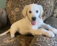 Blue collar male *reduced*, a male English Cream Golden Retriever for sale in Bristol, TN – 5 of 5