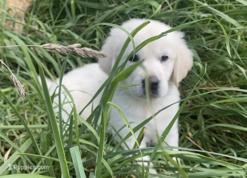 Brown collar male  – English Cream Golden Retriever puppy for sale in Bristol, TN