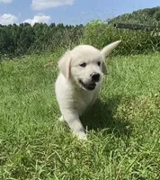 Green collar male, a male English Cream Golden Retriever for sale in Bristol, TN – 3 of 10