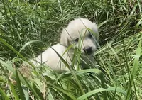 Green collar male, a male English Cream Golden Retriever for sale in Bristol, TN – 10 of 10