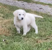 Purple collar female *reduced*, a female English Cream Golden Retriever for sale in Bristol, TN – 2 of 10