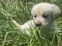 Pink , a female English Cream Golden Retriever for sale in Bristol, TN – 8 of 10