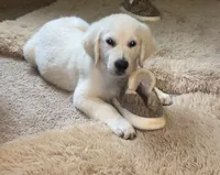 Brown collar male *reduced*, a male English Cream Golden Retriever for sale in Bristol, TN – 4 of 6