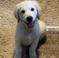 Blue collar male *reduced*, a male English Cream Golden Retriever for sale in Bristol, TN – 2 of 5
