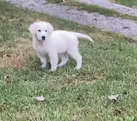 Purple collar female *reduced*, a female English Cream Golden Retriever for sale in Bristol, TN – 6 of 10