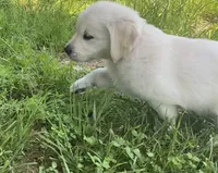 Red collar female , a female English Cream Golden Retriever for sale in Bristol, TN – 7 of 10