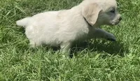 Black collar male , a male English Cream Golden Retriever for sale in Bristol, TN – 5 of 9