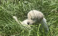 Pink , a female English Cream Golden Retriever for sale in Bristol, TN – 5 of 10
