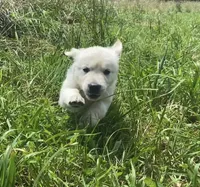 Red collar female , a female English Cream Golden Retriever for sale in Bristol, TN – 10 of 10