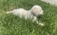 Blue collar male , a male English Cream Golden Retriever for sale in Bristol, TN – 9 of 10