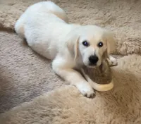 Brown collar male *reduced*, a male English Cream Golden Retriever for sale in Bristol, TN – 3 of 6