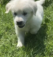 Purple collar female , a female English Cream Golden Retriever for sale in Bristol, TN – 2 of 10