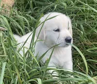 Brown collar male , a male English Cream Golden Retriever for sale in Bristol, TN – 2 of 10
