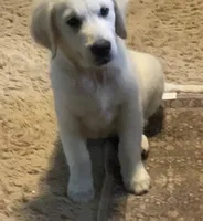 Blue collar male *reduced*, a male English Cream Golden Retriever for sale in Bristol, TN – 3 of 5