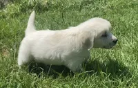 Purple collar female , a female English Cream Golden Retriever for sale in Bristol, TN – 9 of 10