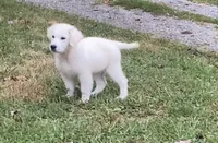 Purple collar female *reduced*, a female English Cream Golden Retriever for sale in Bristol, TN – 9 of 10
