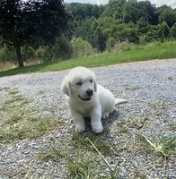 Green collar male, a male English Cream Golden Retriever for sale in Bristol, TN – 5 of 10