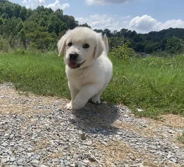 Green collar male – English Cream Golden Retriever puppy for sale in Bristol, TN