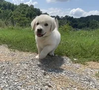Green collar male, a male English Cream Golden Retriever for sale in Bristol, TN – 1 of 10