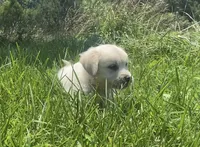Pink , a female English Cream Golden Retriever for sale in Bristol, TN – 6 of 10