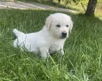 Blue collar male , a male English Cream Golden Retriever for sale in Bristol, TN – 3 of 10