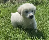 Purple collar female , a female English Cream Golden Retriever for sale in Bristol, TN – 7 of 10