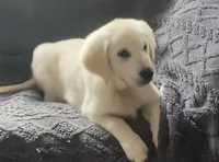 Green collar male *reduced*, a male English Cream Golden Retriever for sale in Bristol, TN – 5 of 5