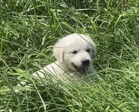 Purple collar female , a female English Cream Golden Retriever for sale in Bristol, TN – 3 of 10
