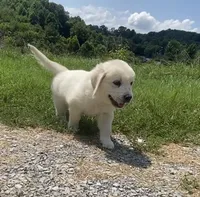 Green collar male, a male English Cream Golden Retriever for sale in Bristol, TN – 9 of 10