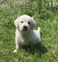 Purple collar female , a female English Cream Golden Retriever for sale in Bristol, TN – 5 of 10