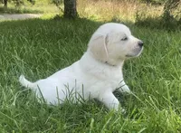 Blue collar male , a male English Cream Golden Retriever for sale in Bristol, TN – 7 of 10