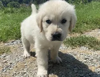 Black collar male , a male English Cream Golden Retriever for sale in Bristol, TN – 9 of 9