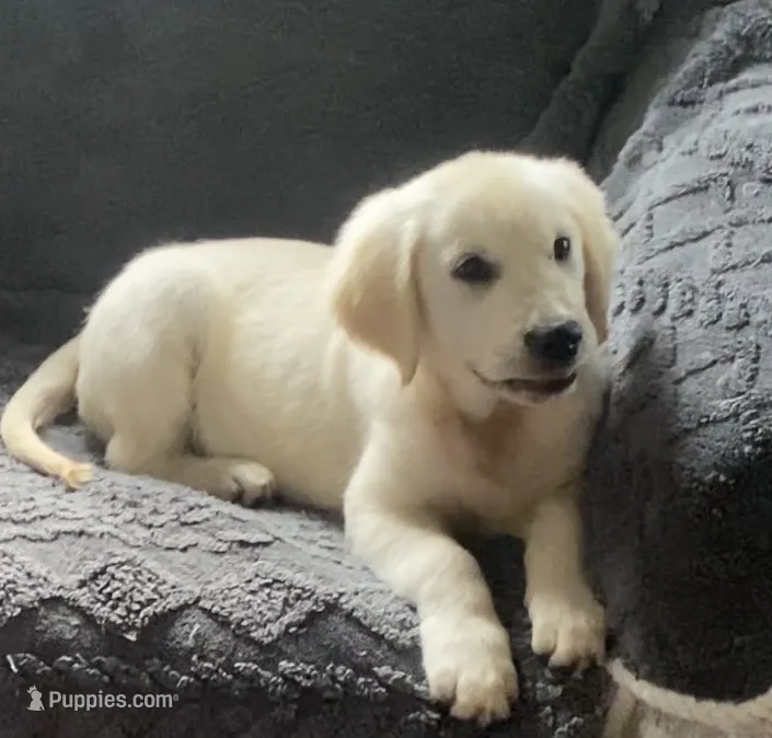 Green collar male *reduced* – English Cream Golden Retriever puppy for sale in Bristol, TN