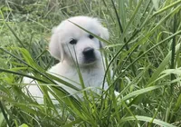 Brown collar male , a male English Cream Golden Retriever for sale in Bristol, TN – 3 of 10
