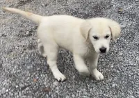 Pink collar female *reduced*, a female English Cream Golden Retriever for sale in Bristol, TN – 2 of 5
