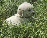 Black collar male , a male English Cream Golden Retriever for sale in Bristol, TN – 7 of 9