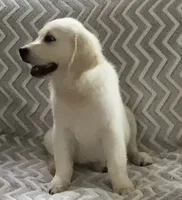 Blue collar male *reduced*, a male English Cream Golden Retriever for sale in Bristol, TN – 4 of 5