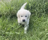 Brown collar male , a male English Cream Golden Retriever for sale in Bristol, TN – 6 of 10