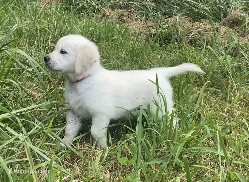 Red collar female  – English Cream Golden Retriever puppy for sale in Bristol, TN