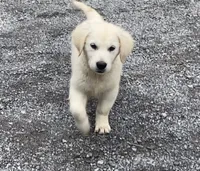 Pink collar female *reduced*, a female English Cream Golden Retriever for sale in Bristol, TN – 4 of 5