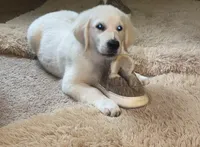 Brown collar male *reduced*, a male English Cream Golden Retriever for sale in Bristol, TN – 6 of 6
