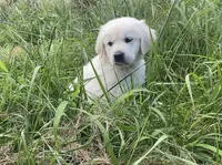 Brown collar male , a male English Cream Golden Retriever for sale in Bristol, TN – 10 of 10