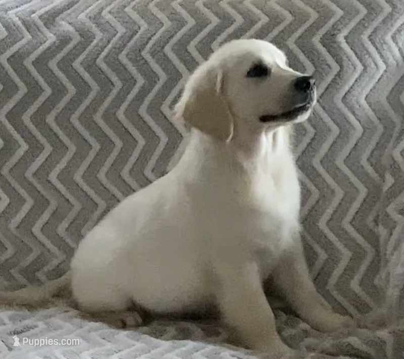 Blue collar male *reduced* – English Cream Golden Retriever puppy for sale in Bristol, TN