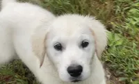 Pink collar female *reduced*, a female English Cream Golden Retriever for sale in Bristol, TN – 5 of 5