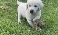 Brown collar male , a male English Cream Golden Retriever for sale in Bristol, TN – 8 of 10