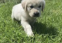 Black collar male , a male English Cream Golden Retriever for sale in Bristol, TN – 1 of 9