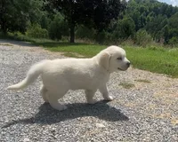 Green collar male, a male English Cream Golden Retriever for sale in Bristol, TN – 2 of 10
