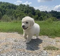 Green collar male, a male English Cream Golden Retriever for sale in Bristol, TN – 6 of 10