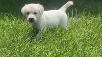 Pink , a female English Cream Golden Retriever for sale in Bristol, TN – 2 of 10